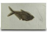 Detailed Fossil Fish (Diplomystus) - Wyoming #328093-1